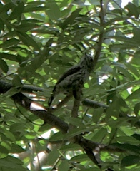 Picumnus dorbignyanus