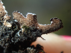 Pseudocyphellaria intricata
