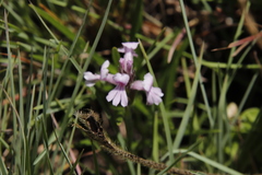 Striga bilabiata