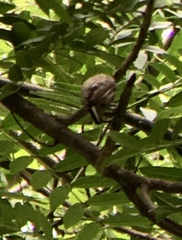 Picumnus dorbignyanus