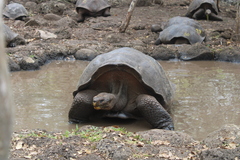 Chelonoidis niger chathamensis