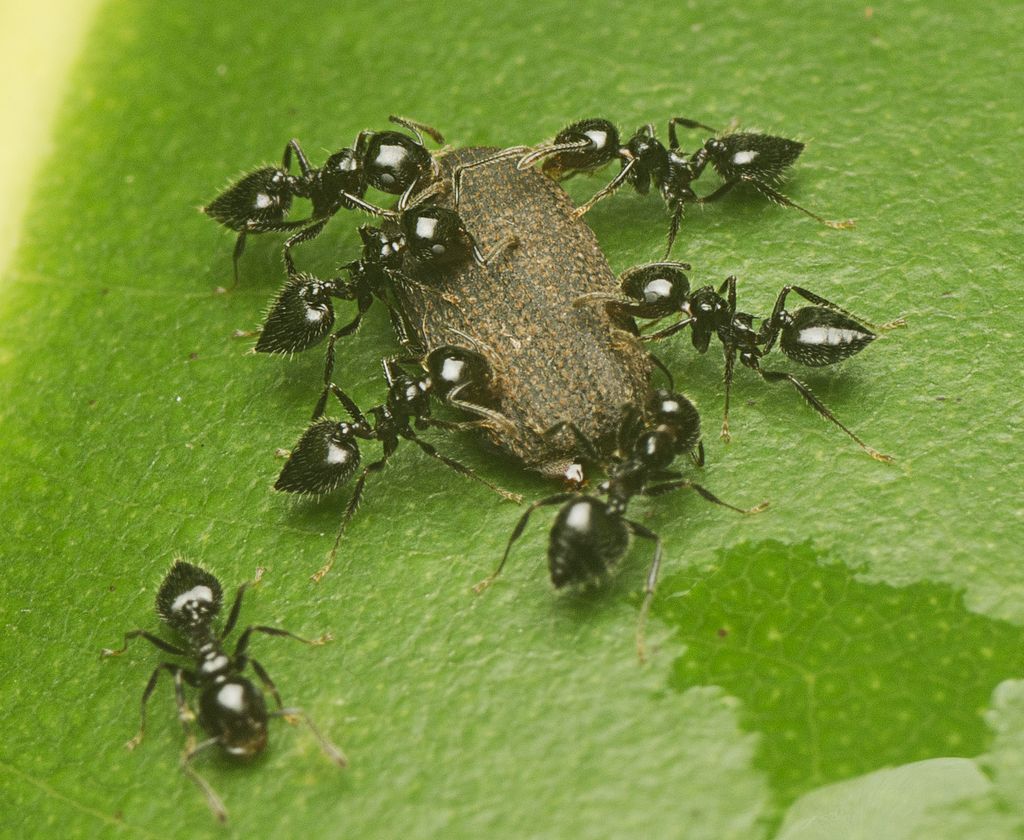 Crematogaster laeviceps