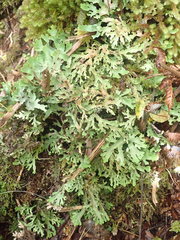 Pseudocyphellaria glabra