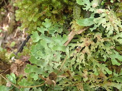 Pseudocyphellaria glabra