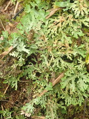 Pseudocyphellaria glabra