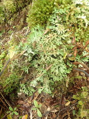 Pseudocyphellaria glabra