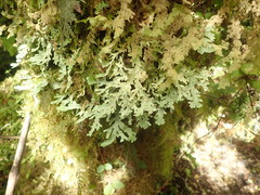 Pseudocyphellaria glabra