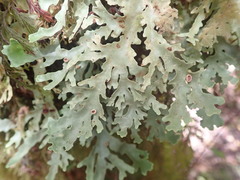 Pseudocyphellaria glabra