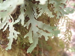 Pseudocyphellaria glabra