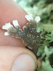 Pseudocyphellaria glabra