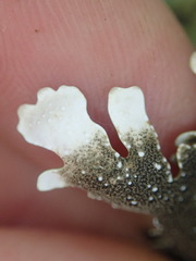 Pseudocyphellaria glabra
