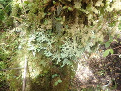 Pseudocyphellaria glabra