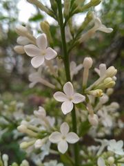 Syringa oblata
