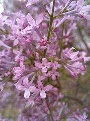 Syringa oblata