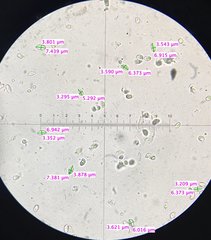 Clitocybe inflatipes
