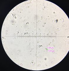 Clitocybe inflatipes