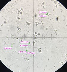 Clitocybe inflatipes