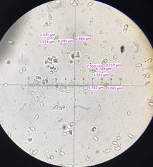 Clitocybe inflatipes