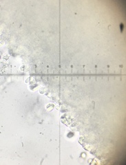 Clitocybe inflatipes