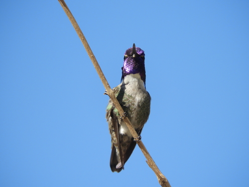 iNaturalist observation photo of Costa's Hummingbird