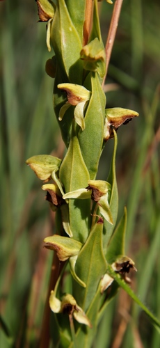 Image of Habenaria laevigata by (c) Tony Rebelo, some rights reserved (CC BY-SA)