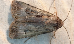 Agrotis munda
