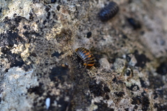 Glomeris pulchra