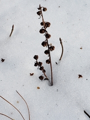 Pyrola elliptica