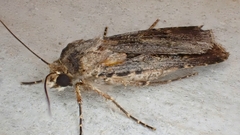 Agrotis munda