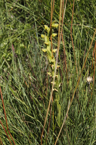 Image of Habenaria laevigata by (c) Tony Rebelo, some rights reserved (CC BY-SA)