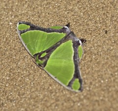 Agathia prasinaspis
