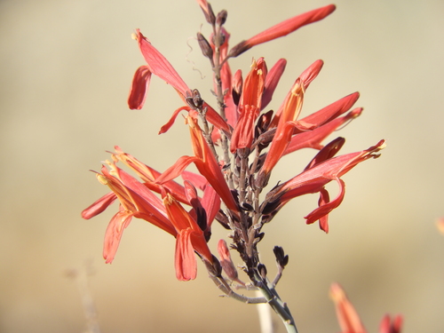 iNaturalist observation photo of chuparosa