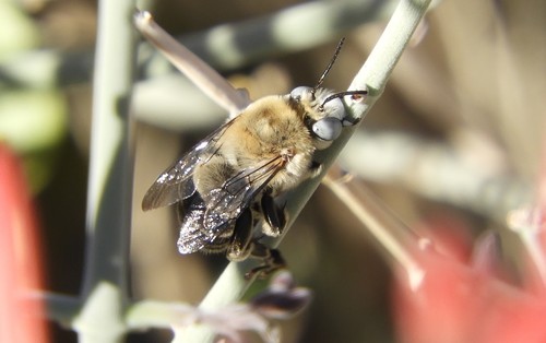 iNaturalist observation photo of Anthophora centriformis