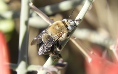 Anthophora centriformis