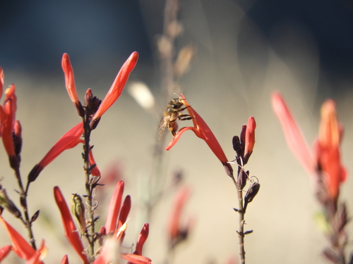 iNaturalist observation photo of Western Honey Bee