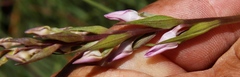 Brownleea recurvata