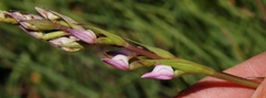 Brownleea recurvata