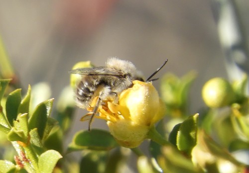 iNaturalist observation photo of Creosote Bush Ancylandrena