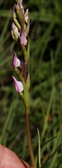 Brownleea recurvata