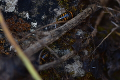 Glomeris pulchra