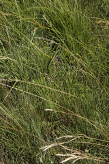 Brownleea recurvata