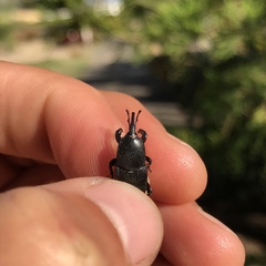 Scyphophorus yuccae