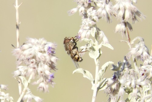 iNaturalist observation photo of Isabelle's Bromeliad Fly