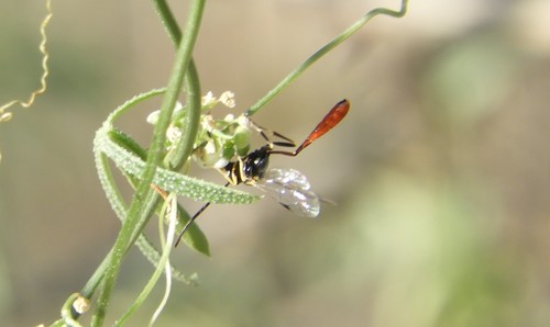 iNaturalist observation photo of Campopleginae