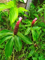 Costus atlanticus