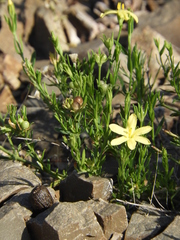 Menodora integrifolia