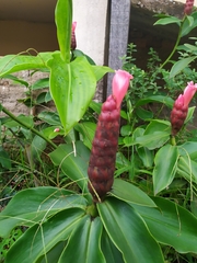 Costus atlanticus