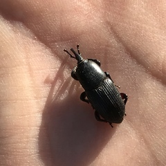 Scyphophorus yuccae