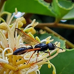 Protodiscoelius merula