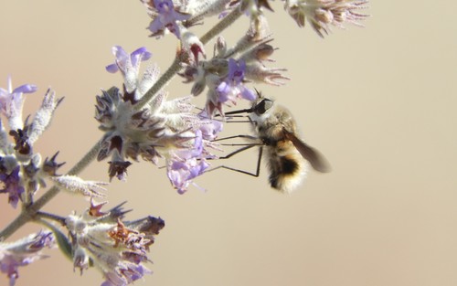 iNaturalist observation photo of Bombyliini